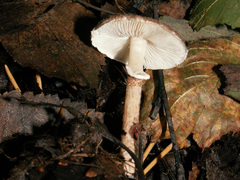Lepiota pseudolilacea
