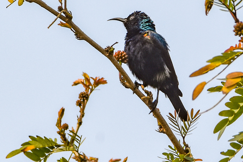 Purple Sunbird