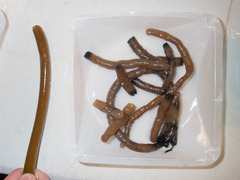 Alcyonidium pachydermatum