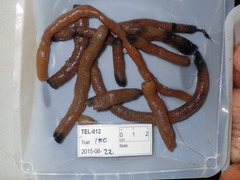 Alcyonidium pachydermatum