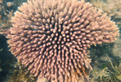 Acropora millepora