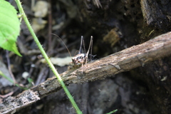 Pholidoptera pustulipes