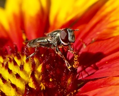 Platycheirus stegnus