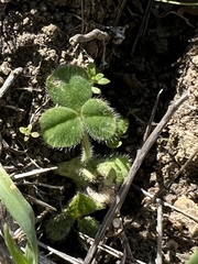 Trifolium subterraneum