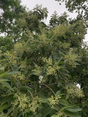 Moquiniastrum polymorphum