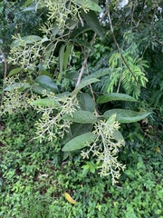 Moquiniastrum polymorphum