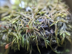 Entodon cladorrhizans