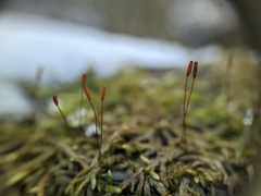 Entodon cladorrhizans