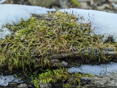 Entodon cladorrhizans