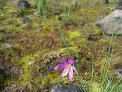 Olsynium douglasii