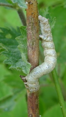 Hypomecis punctinalis