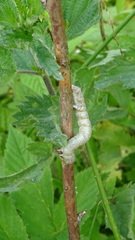 Hypomecis punctinalis