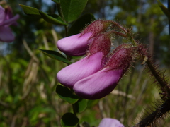 Robinia hispida hispida