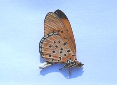 Acraea caldarena