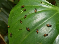 Megaselia rubronigra