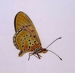 Acraea caldarena
