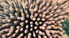Acropora millepora