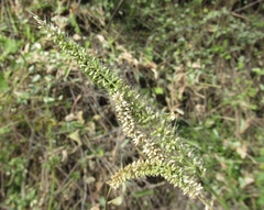 Setaria adhaerens