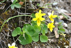 Viola biflora