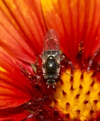 Platycheirus stegnus