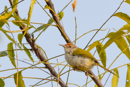 Common Tailorbird