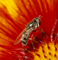 Platycheirus stegnus