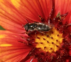 Platycheirus stegnus