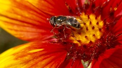 Platycheirus stegnus