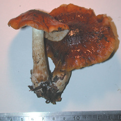 Cortinarius perelegans