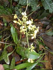 Oncidium nebulosum