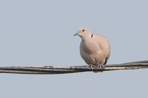 Eurasian Collared-Dove