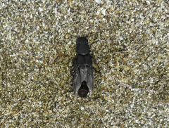 Platydracus scabrosus