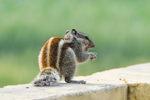 Five-striped Palm Squirrel