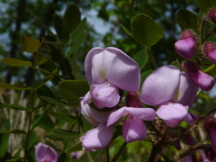 Robinia hispida hispida