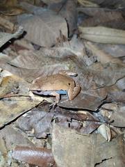Hamptophryne boliviana