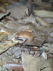 Hamptophryne boliviana