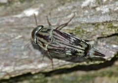 Tomoxia lineella