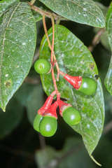 Ocotea macrophylla