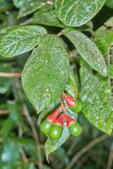 Ocotea macrophylla