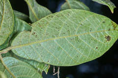 Ocotea macrophylla