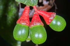 Ocotea macrophylla