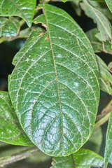 Ocotea macrophylla