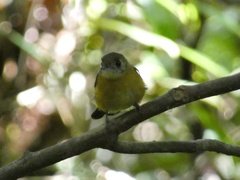 Myiobius sulphureipygius