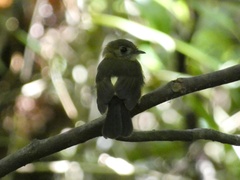 Myiobius sulphureipygius