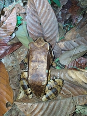 Leptodactylus pentadactylus