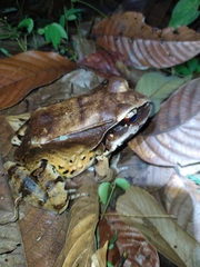 Leptodactylus pentadactylus