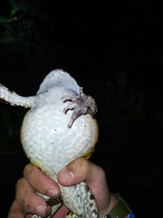 Leptodactylus pentadactylus