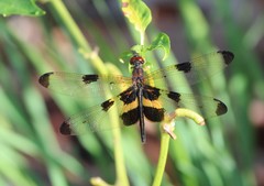 Rhyothemis phyllis