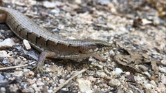 Elgaria paucicarinata