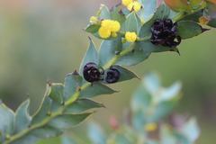 Acacia glaucoptera